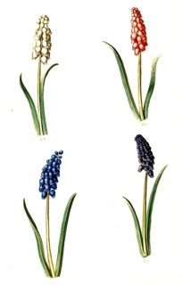 Small grape hyacinth (Muscari botryoides), Historic, digitally enhanced reproduction of an original