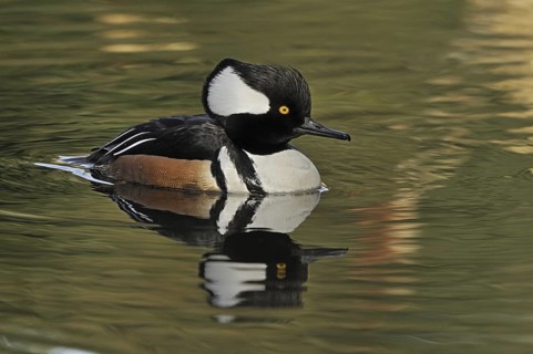 Hooded Merganser (Lophodytes cucullatus) male, British Columbia, Canada