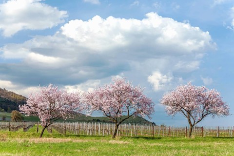 Almond tree blossom (Prunus dulcis), spring in the Southern Palatinate, Siebeldingen, Southern