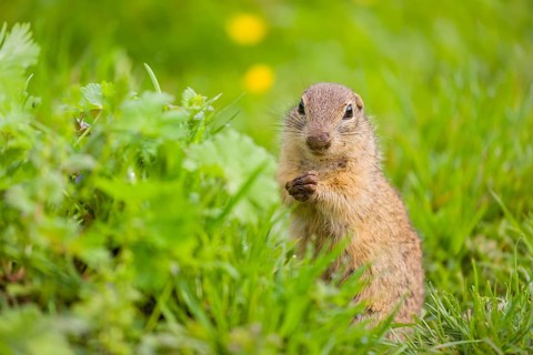 An adult European ground squirrel (Spermophilus citellus) or European souslik sits in green gras