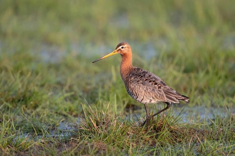 Black-tailed godwit (Limosa limosa), in a wet meadow, Ochsenmoor, Dümmer, Lemförde, Lower Saxony,