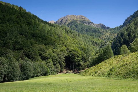 Meadow and forest, Mogno, Maggia Valley, Valle Maggia, Municipality of Lavizzara, Canton of Tessin,