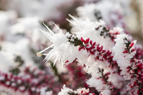 Ice crystals from roarfrost on a winter-flowering heather (Erica carnea) branch at sunshine in