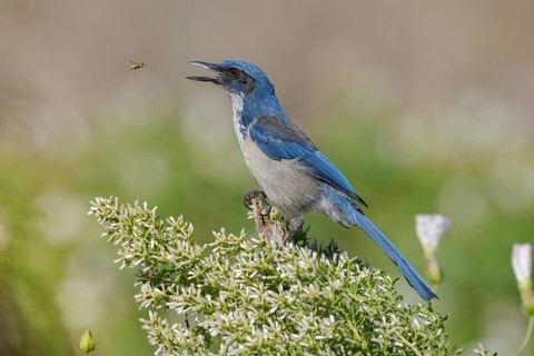 Island Scrub Jay (Aphelocoma insularis), California, USA
