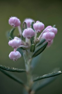 Rosemary heath (Andromeda polyfolia), Emsland, Lower Saxony, Germany