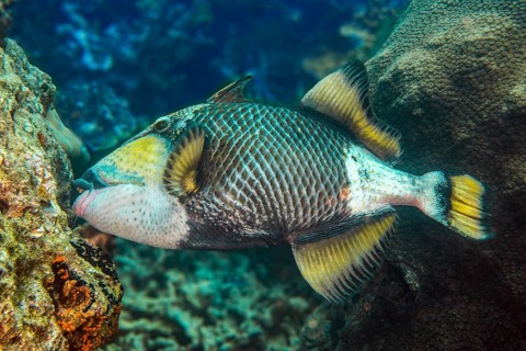 Giant triggerfish (Balistoides viridescens) bites off corals with strong teeth, Pacific, Yap