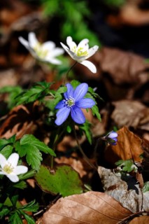 Liverwort (Hepatica nobilis), end of March, Mecklenburg-Western Pomerania, Germany