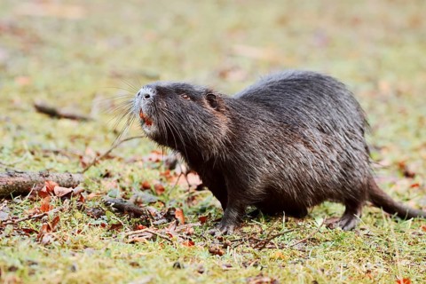 Nutria or swamp beaver (Myocastor coypus) on the shore, North Rhine-Westphalia, Germany, Neozoon in