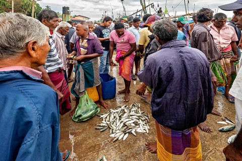 People crowd for freshly caught fish at a busy market, the fishermen at Matara fishing port in Sri
