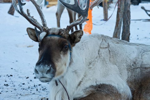Reindeer belonging to Mongolian reindeer herders at their winter camp in the Mongolian subarctic