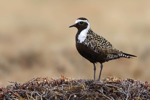 American Golden Plover (Pluvialis dominica), Alaska, USA