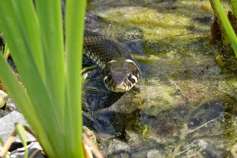 Grass snake on a pond bank, June, Saxony, Germany