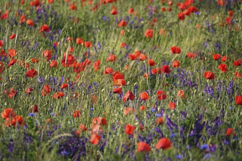 Beautiful picturesque poppy field, June, Germany