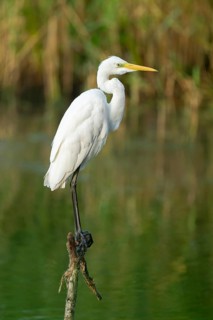 Great Egret (Ardea alba) standing on an old branch in the shallow water zone of a lake, Lower