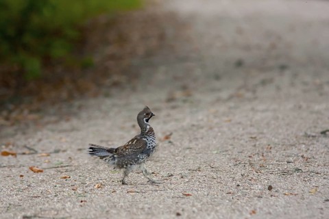Hazel Grouse (Tetrastes bonasia), Bavaria, Germany