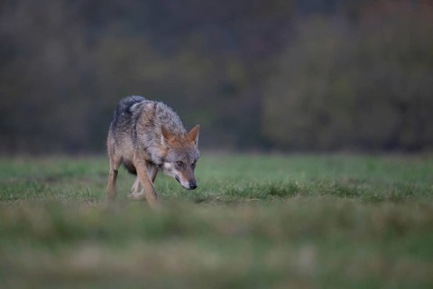 European grey wolf, Eurasian wolf (Canis lupus lupus), wolf in forest clearing, Podlaskie