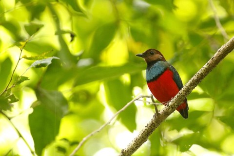 Philippine Pitta (Erythropitta celebensis) perched on a branch, North Sulawesi, Indonesia