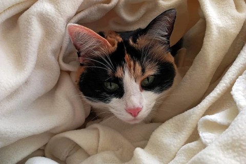 Cat, European Shorthair, domestic cat (Felis catus), tricoloured, portrait, peering out from a