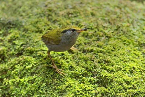 Grey-bellied Tesia (Tesia cyaniventer), Bidoup National Park, Vietnam