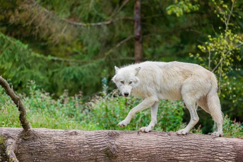 An Arctic wolf (Canis lupus arctos) stands on a fallen tree trunk