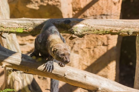 A Tayra (Eira barbara) runs on branches of a fallen tree