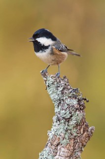 Coal Tit (Periparus ater), calling, Galicia, Spain