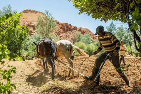Farmers working in the fields, Atlas Mountains, Meknès-Tafilalet region, northern Sahara, Morocco