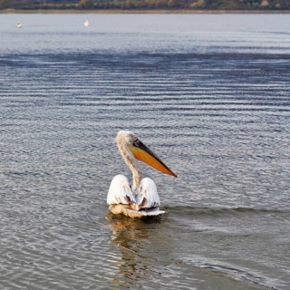 A single Dalmatian pelican (Pelecanus crispus), birdwatching, Lake Kerkini, Central Macedonia,