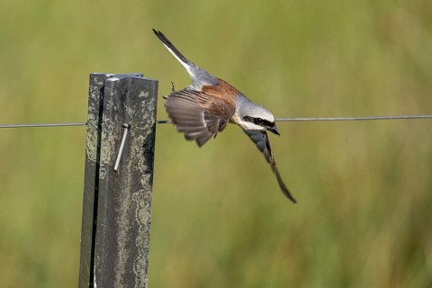 Red-backed shrike (Lanius collurio), Emsland, Lower Saxony, Germany