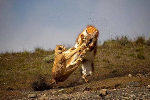 Cougar (Cougar concolor) attacking guanaco (Llama guanicoe) in a jump, hunting scene with splashing