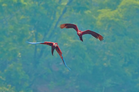 Two parrots with broad wings fly gracefully against a green background: the green-winged macaw, or