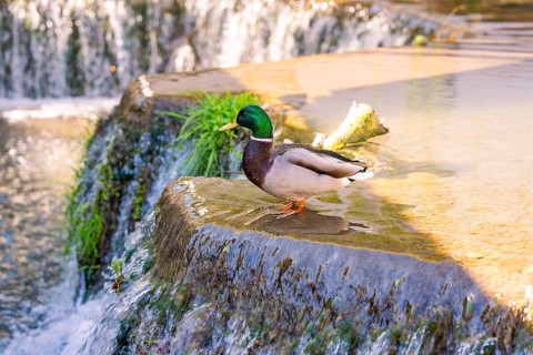 A duck stands near a small waterfall in sunlight, Aidlingen, Böblingen district, Germany