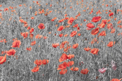 Corn poppy (Papaver rhoeas), Swabian Alb, Baden-Württemberg, Germany