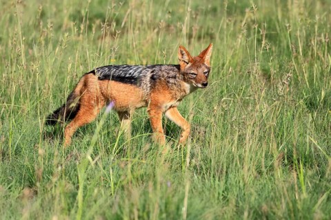 Black-backed jackal (Lupulella mesomelas), adult, running, foraging, Mountain Zebra National Park,