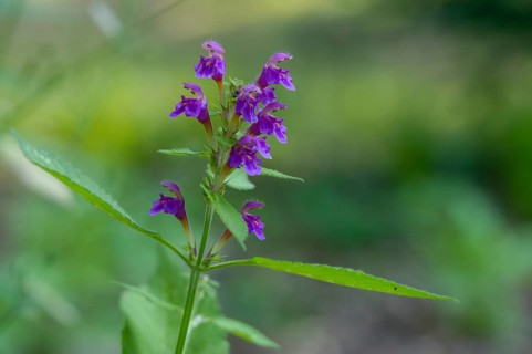 Fluff hollow tooth, galleopsis pubescens, soft hollow tooth, downy hempnettle, flora, hairy