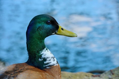 A mallard sits by the water surrounded by a blue background and shows iridescent plumage, mallard