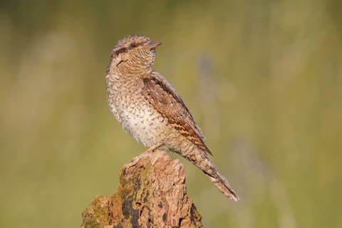 Eurasian Wryneck (Jynx torquilla) perched on a stump, Poland