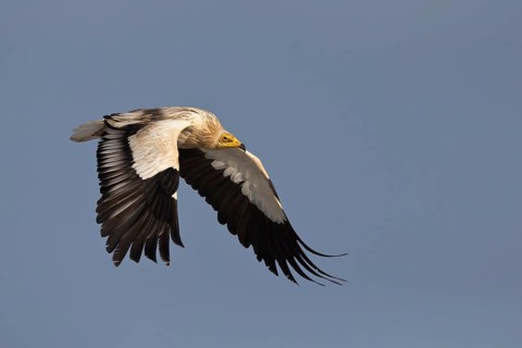 Egyptian Vulture (Neophron percnopterus) flying, Masirah Island, Oman