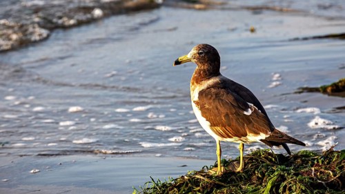 A seagull stands on the beach near the coast, surrounded by seaweed and gentle waves, a Belcher's