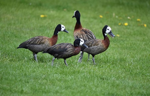 Widow-whistling duck, widow duck, barnacle duck, barnacle whistling duck, (Dendrocygna viduata) in