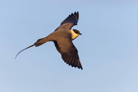 Long-tailed Skua, (Stercorarius longicaudus), animals, birds, gull, family of skuas, lateral flight