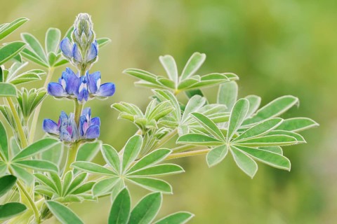 Lupine (Lupinus cosentinii), inflorescence and leaves, Algarve, Portugal