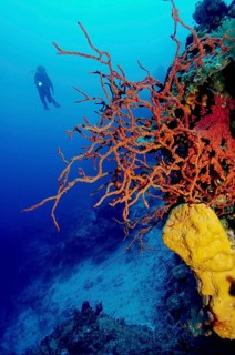 Row pore rope sponge (Aplysina cauliformis) grows in coral reef Tongue of the Ocean, Caribbean,