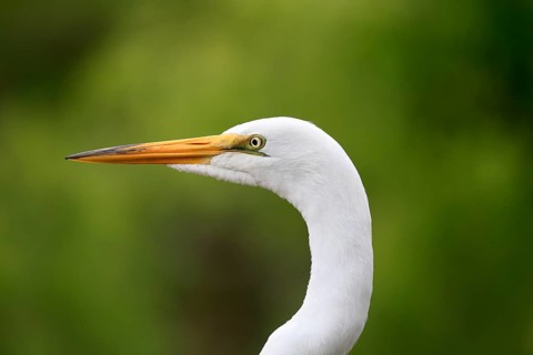 Great Egret (Ardea alba), adult, portrait, Orlando, Florida, USA, North America