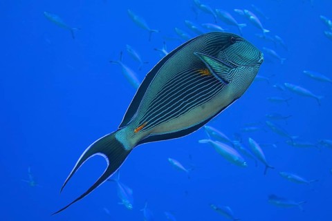 Red Sea Clown Surgeonfish (Acanthurus sohal)