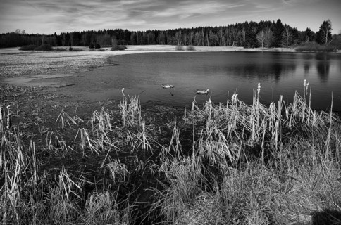 Greylag geese, moorland lake, reeds, black and white, Weiherwiesen nature reserve, Essingen,