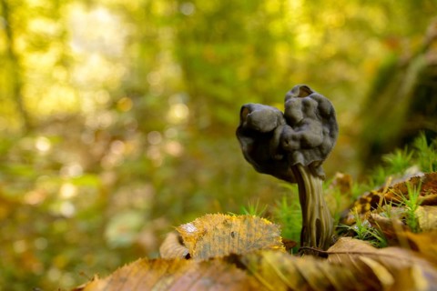 Spring pit laurel, pit laurel, helvella lacunosa, helvella sulcata, helvellaceae, lornel relatives,