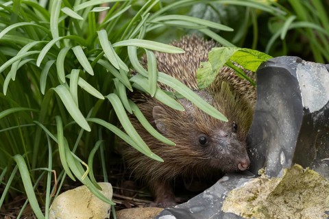 European hedgehog (Erinaceus europaeus) adult animal in a garden, England, United Kingdom