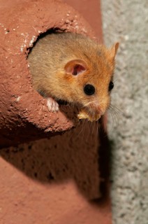 Hazel vole, Hazel dormouse, Muscardinus avellanarius, rodents, rodentia, bilche, dormice, dormouse,