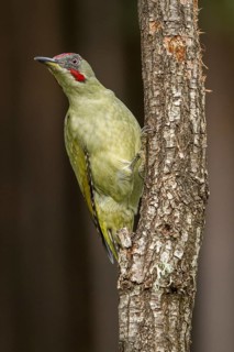 European Green Woodpecker (Picus viridis), adult male perched on a tree, Castilla Leon, Spain